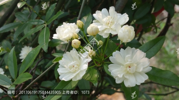 花墻