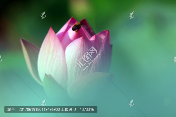 夢(mèng)幻牡丹
