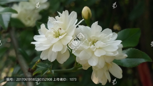 花墻
