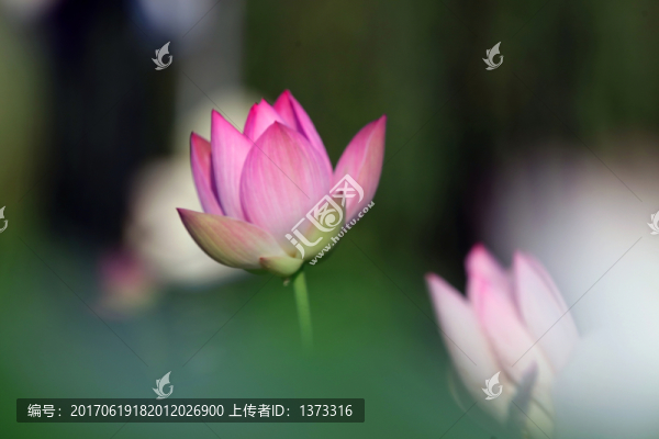 夢幻荷花