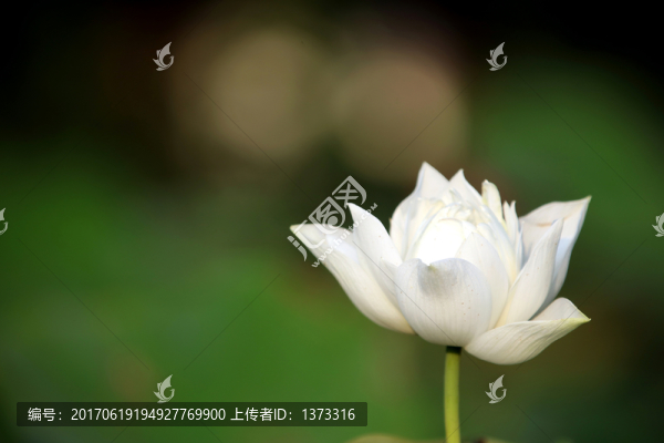 夢幻牡丹
