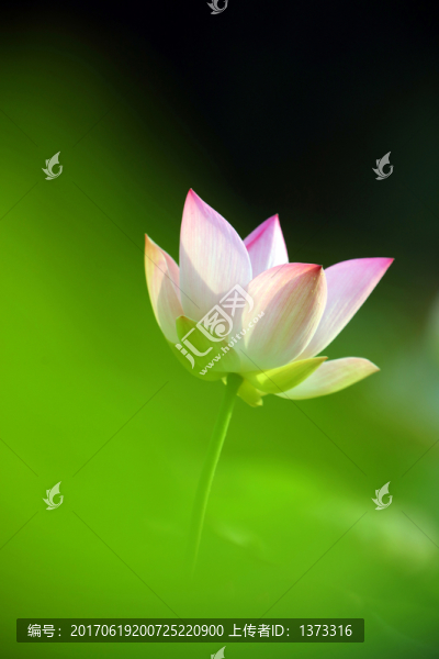 夢幻牡丹