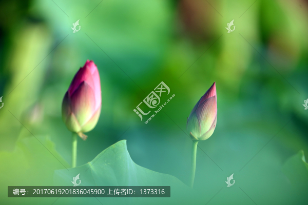 夢(mèng)幻牡丹