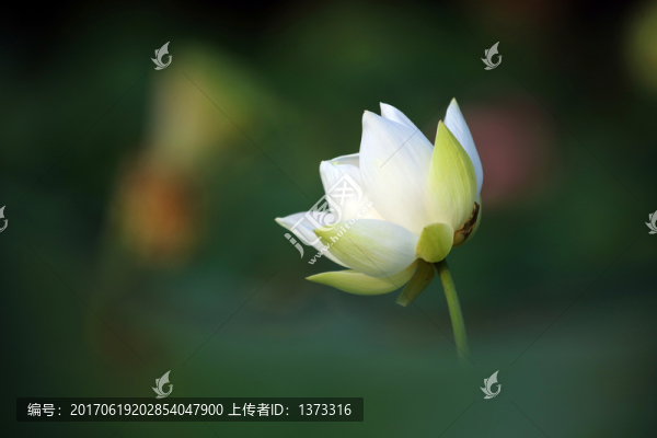 夢(mèng)幻牡丹