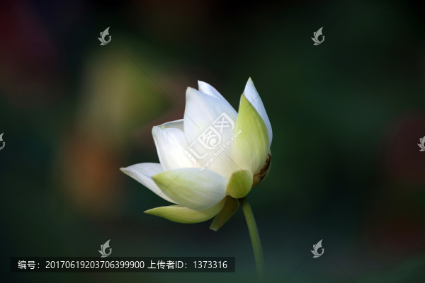 夢(mèng)幻牡丹