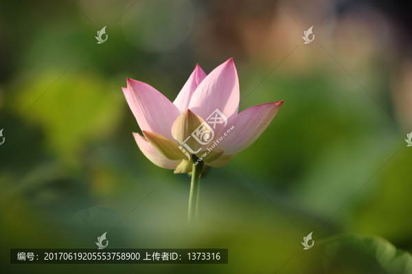 夢幻荷花