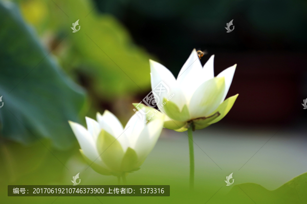 夢幻荷花