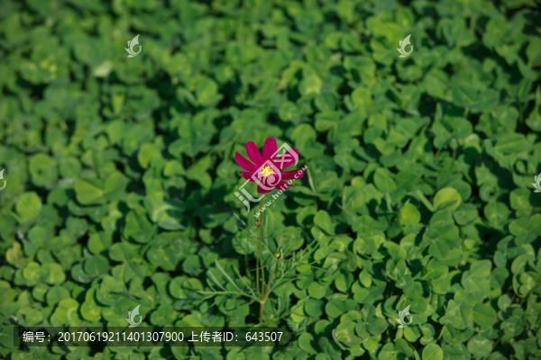 波斯菊