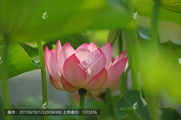 夢幻荷花
