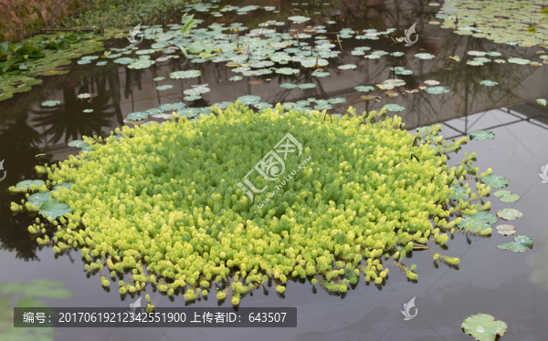 狐尾藻