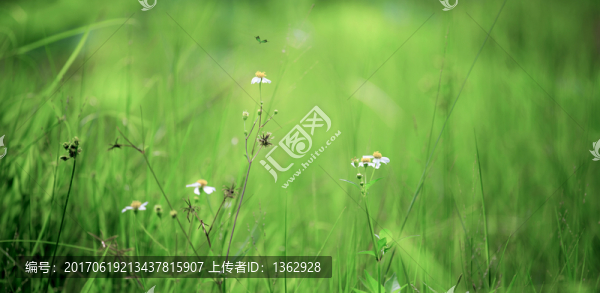 清新夏日