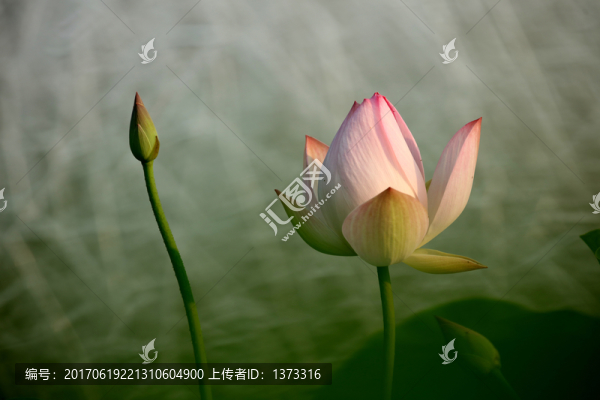 夢幻荷花