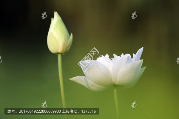 夢幻荷花