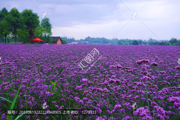 馬鞭草花海