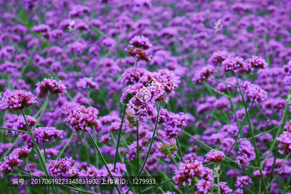 馬鞭草花