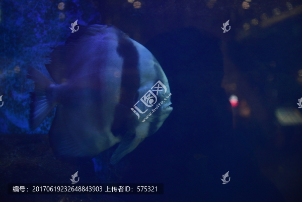 海底世界,海魚,魚,海洋魚類