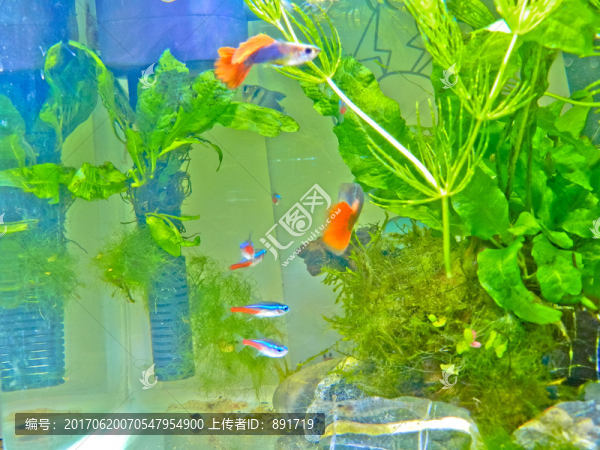 魚缸背景圖,魚缸造景,高清大圖