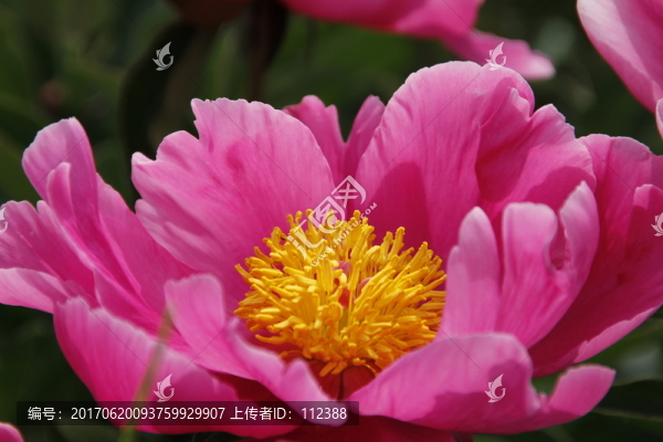 大芍藥,芍藥花,藥材,紅芍藥