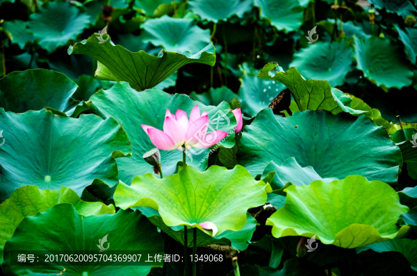 荷花