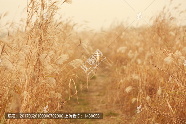 蘆葦
