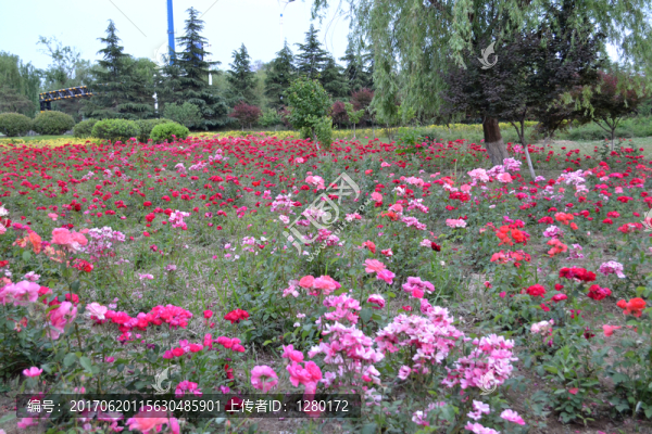 月季花田