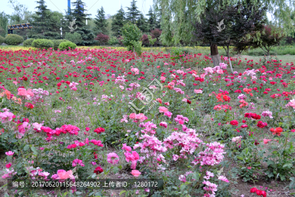 月季花田