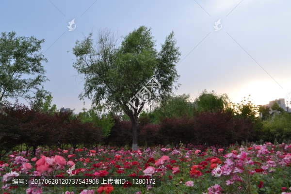 月季花田