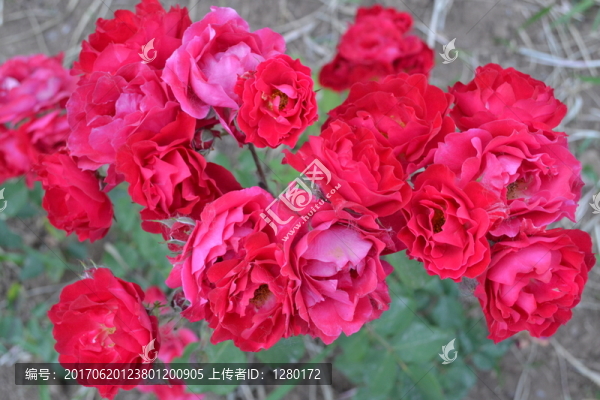 月季花朵