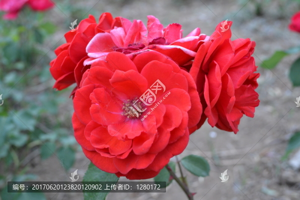 月季花