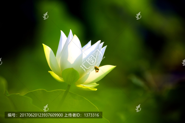 夢(mèng)幻荷花