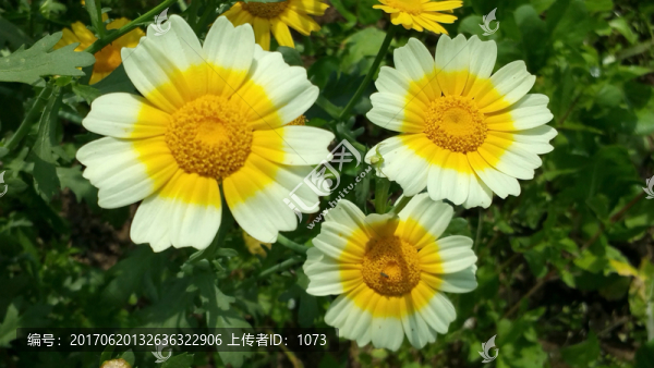 茼蒿花