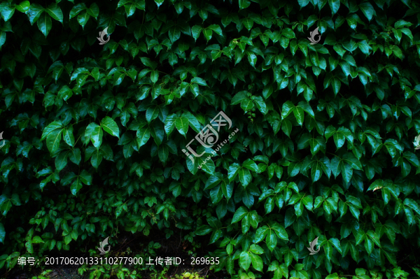 爬山虎