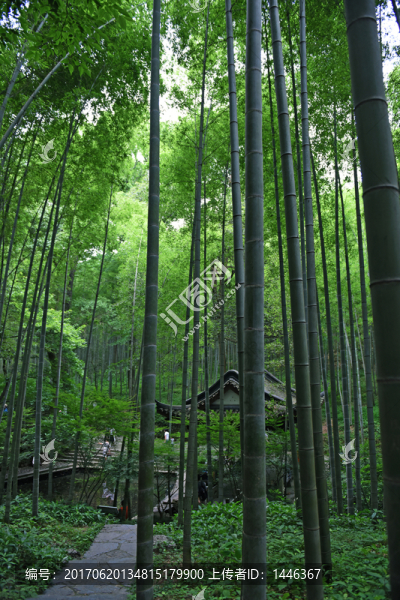 竹林