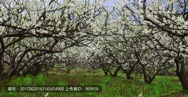 樂昌九峰桃李花