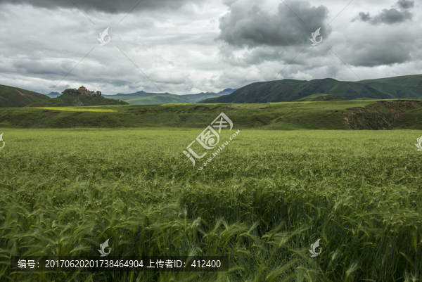 青稞地