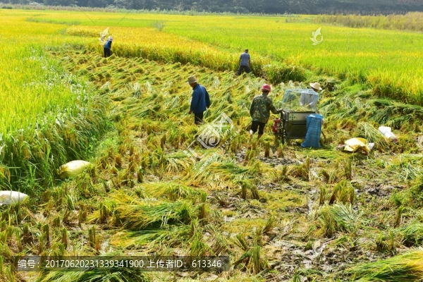 水稻水田