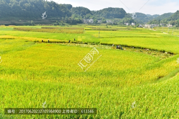 水稻稻田收割