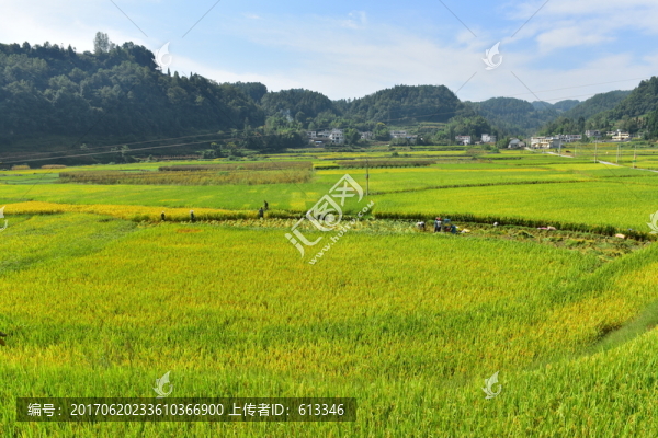 水稻田園美景