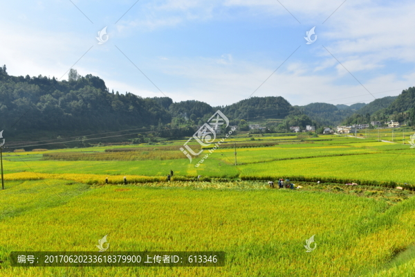 水稻田園美景