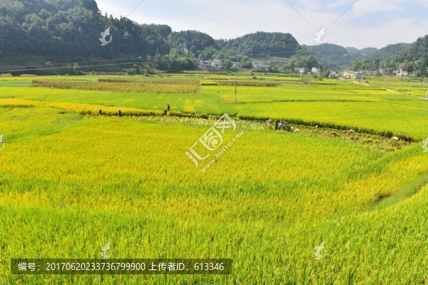 水稻田園美景