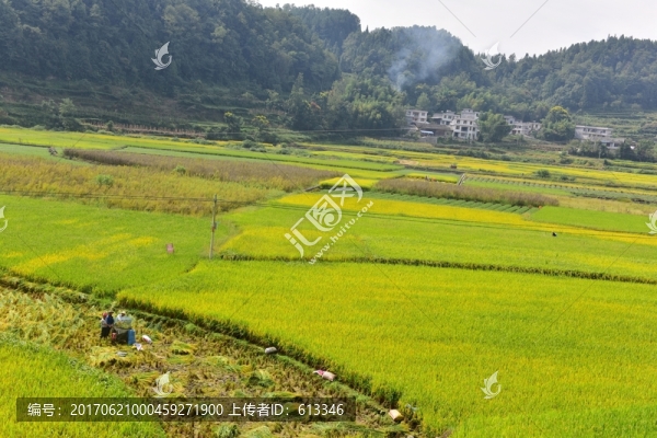 稻田風(fēng)景
