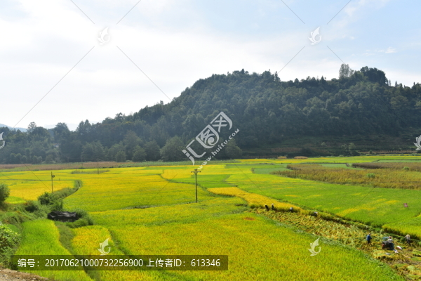 田園風(fēng)光秋天稻谷