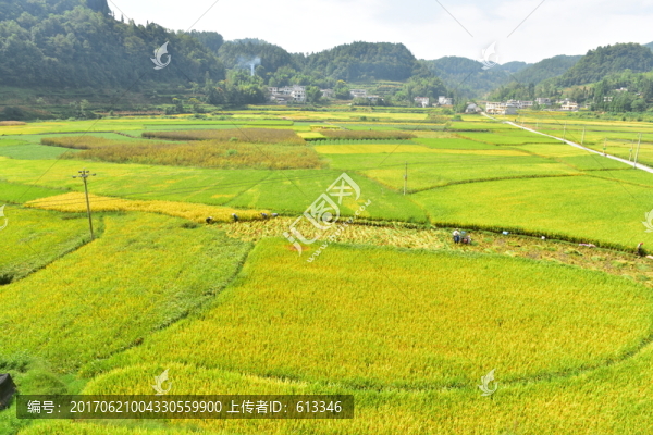 田園水稻