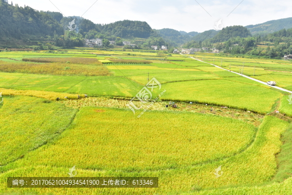 水稻田園