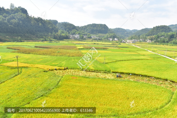 稻田