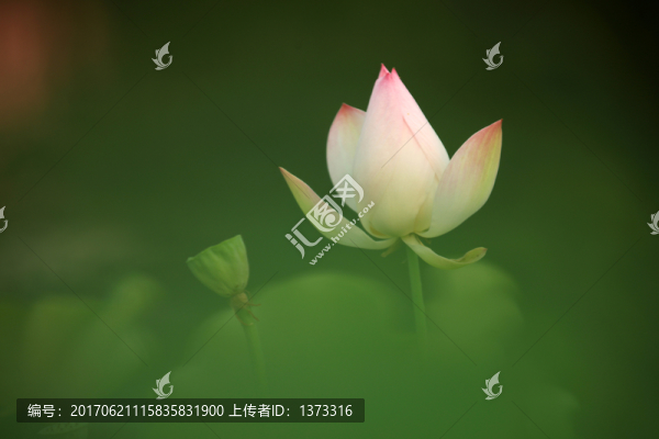 夢(mèng)幻荷花