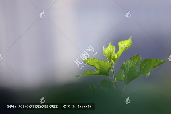 夢幻荷花