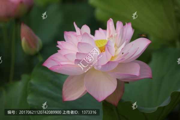 夢幻荷花