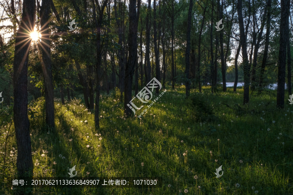 陽(yáng)光,樹(shù)林,草坪