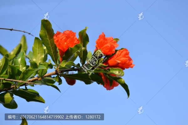 石榴花